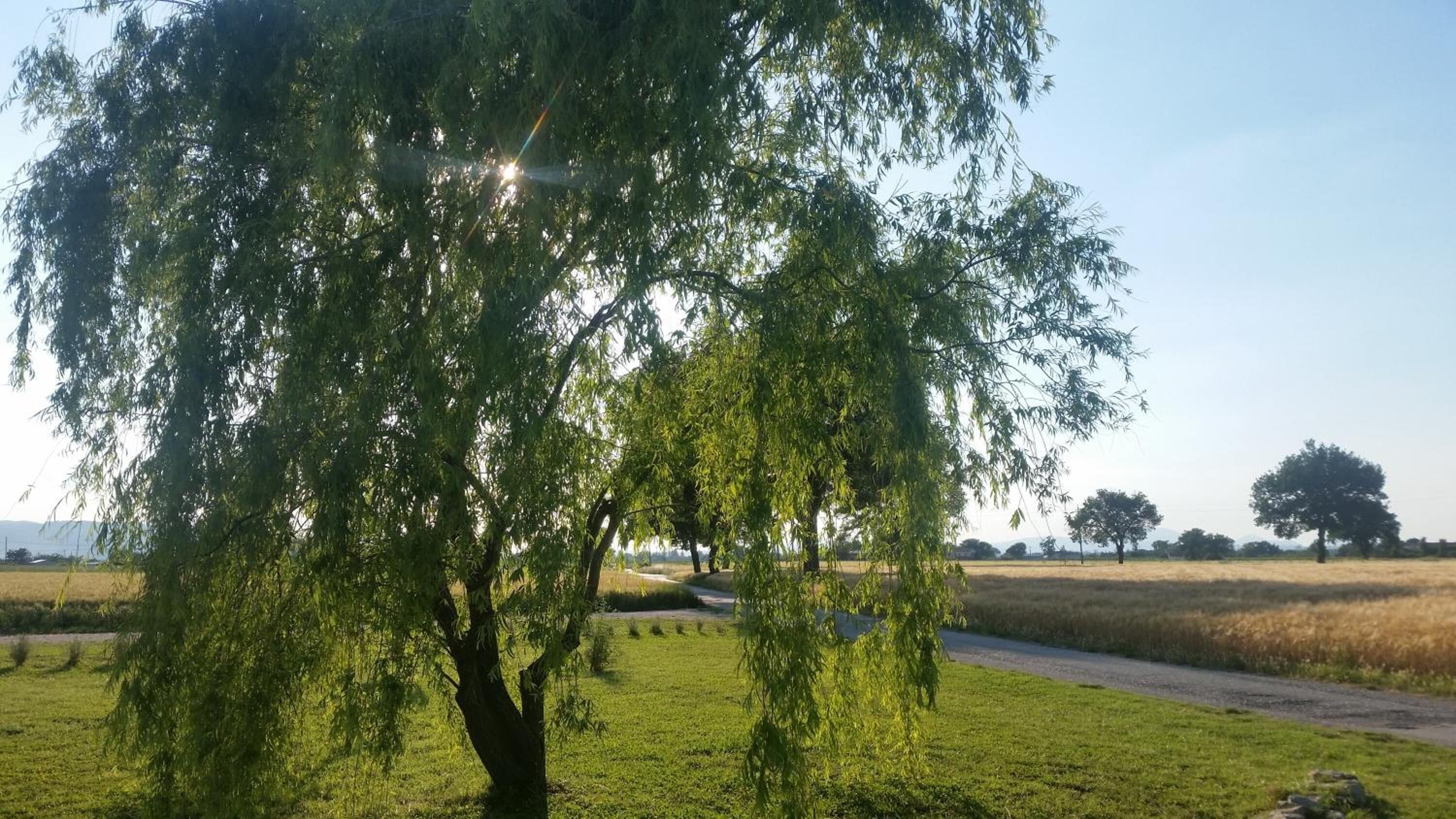 Un sentier bordé d’arbres, situé dans un cadre rural.