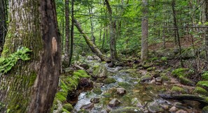 A forest stream with rocks and moss.