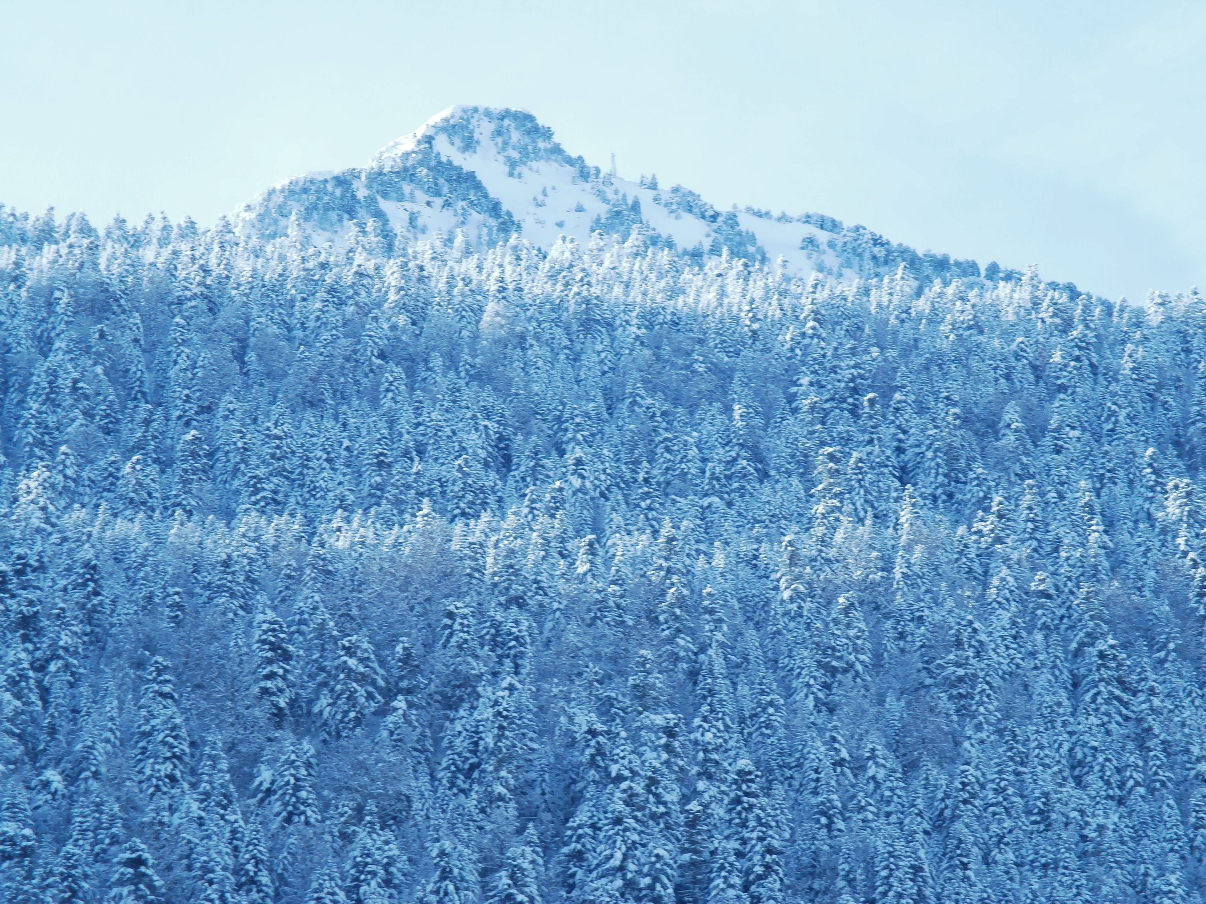 A snowy mountain landscape with dense forest coverage.