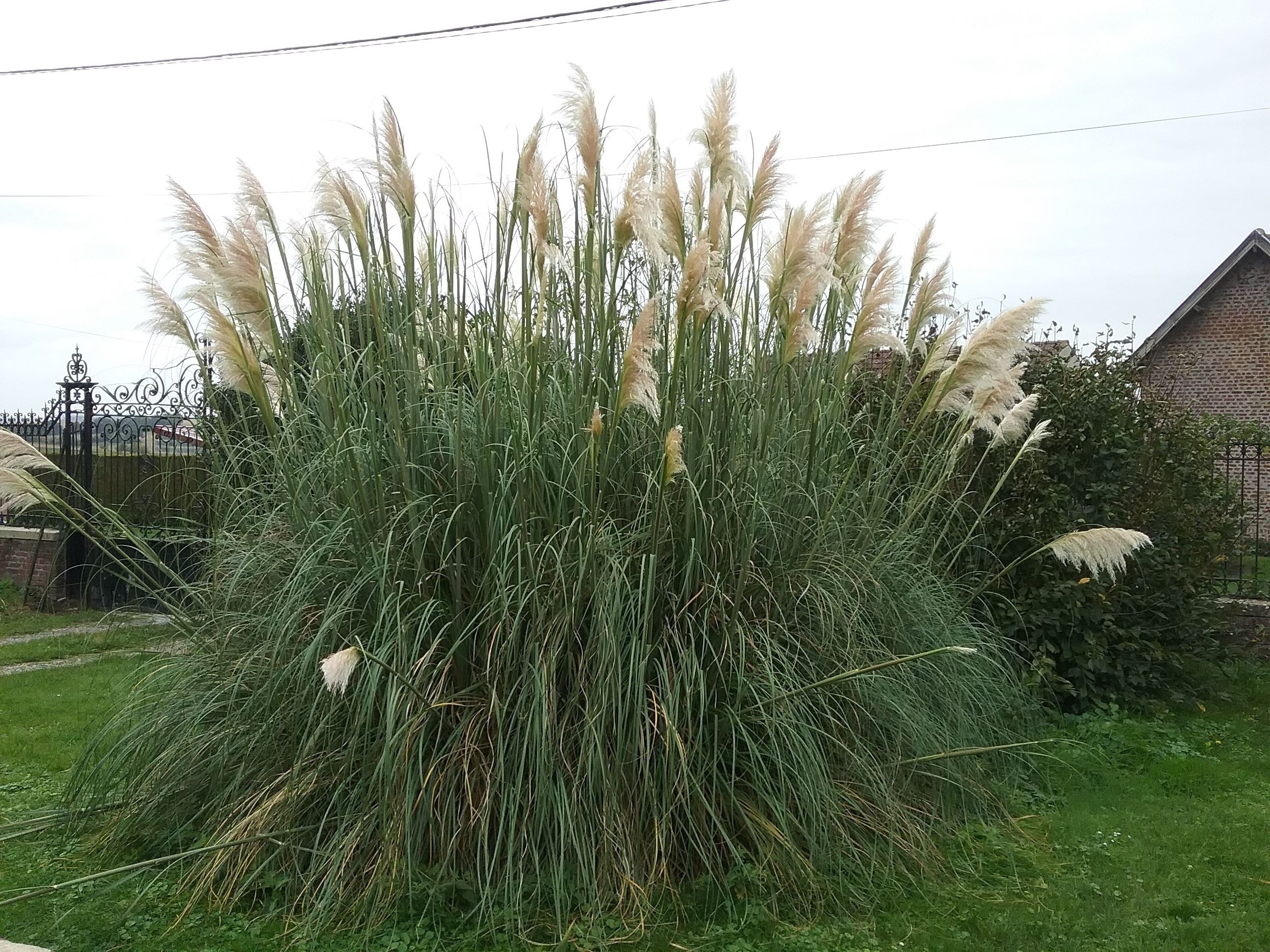 A large, dense cluster of tall, green grass with white, fluffy seed heads, likely pampas grass, in a grassy area with a brick building in the background.