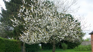 A tree with white blossoms in a garden setting. - Chambre d'hôtes Coquelicot (Nurlu)