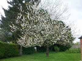 Jardín