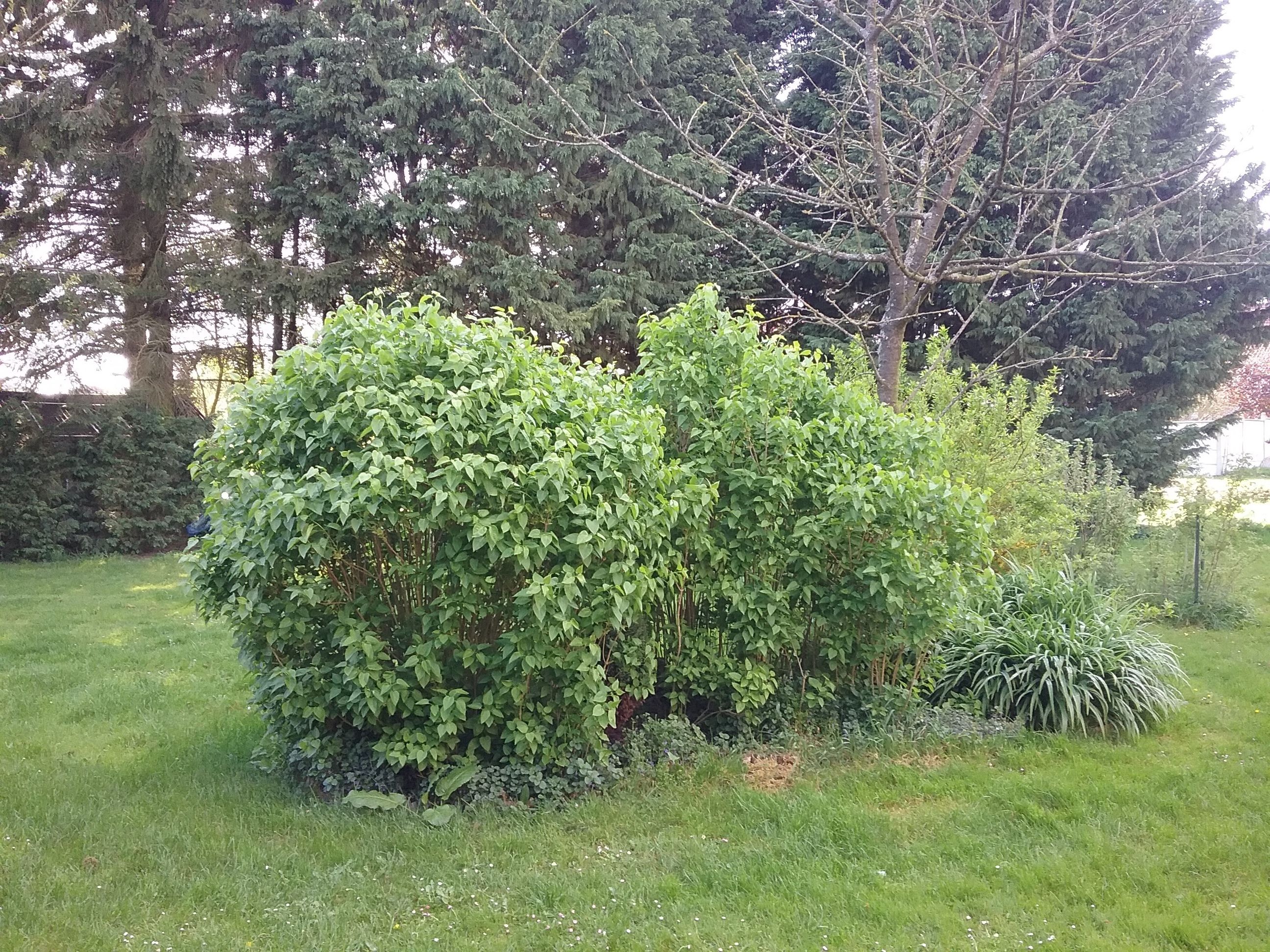 Un jardín bien cuidado con diversas plantas arbustivas y árboles, un césped y un seto al fondo.
