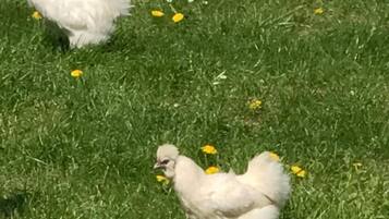 Two white chickens on a grassy field with yellow flowers.