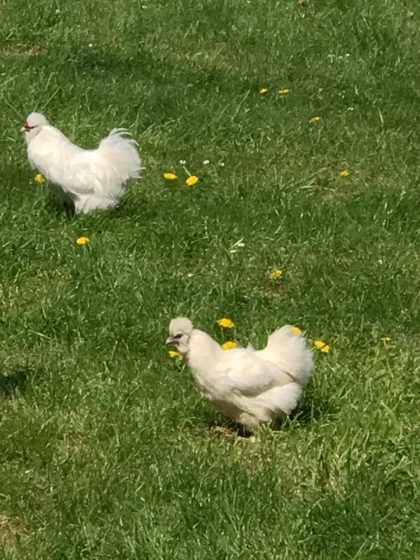 Two white chickens on a grassy field with yellow flowers. - Chambre d'hôtes Coquelicot (Nurlu)