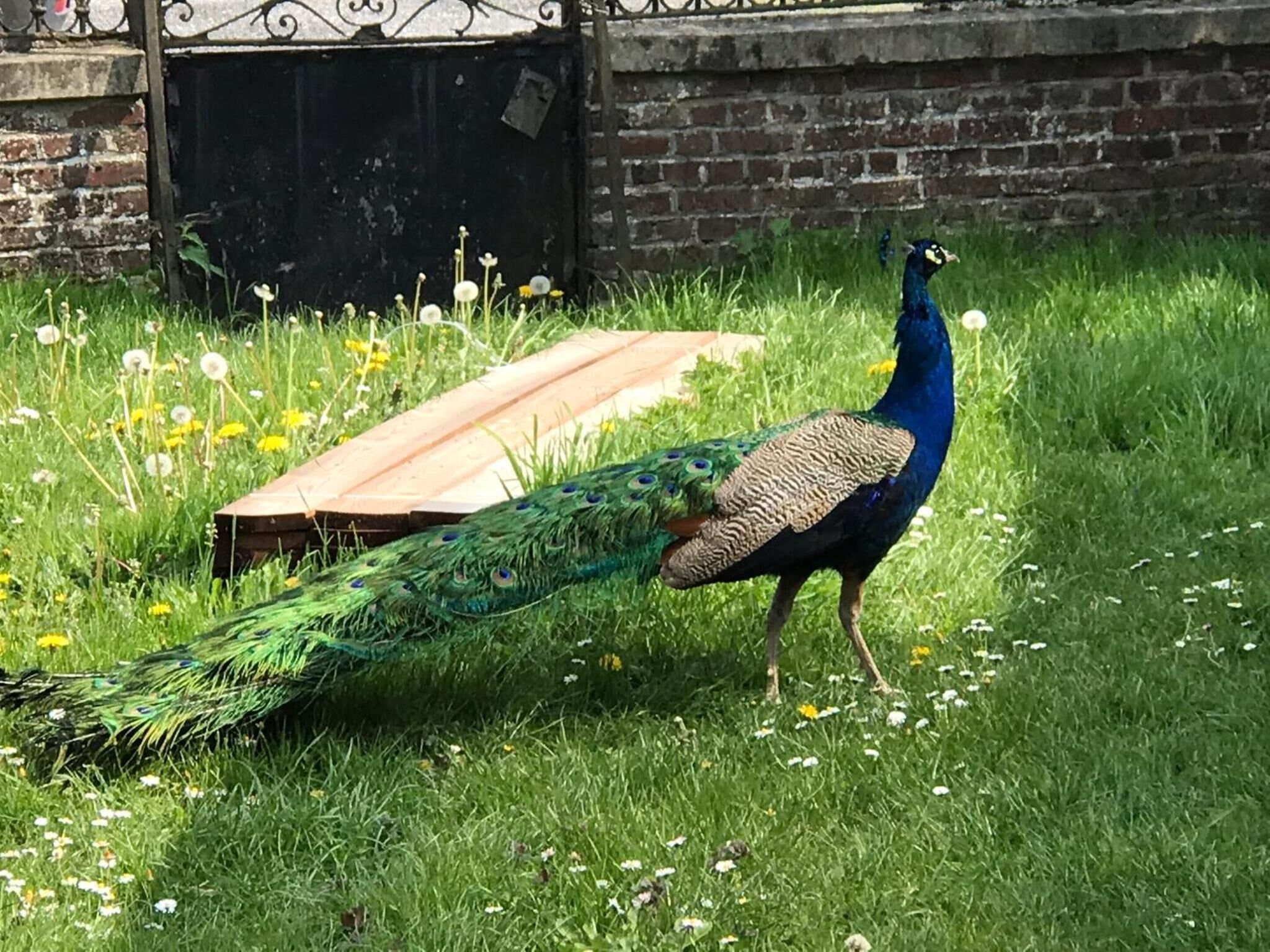 A peacock standing on grass with a wooden structure in the background.