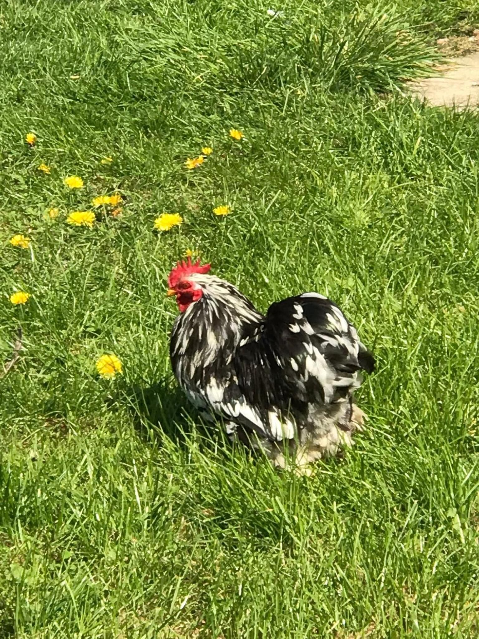 A chicken in a grassy area with yellow flowers.