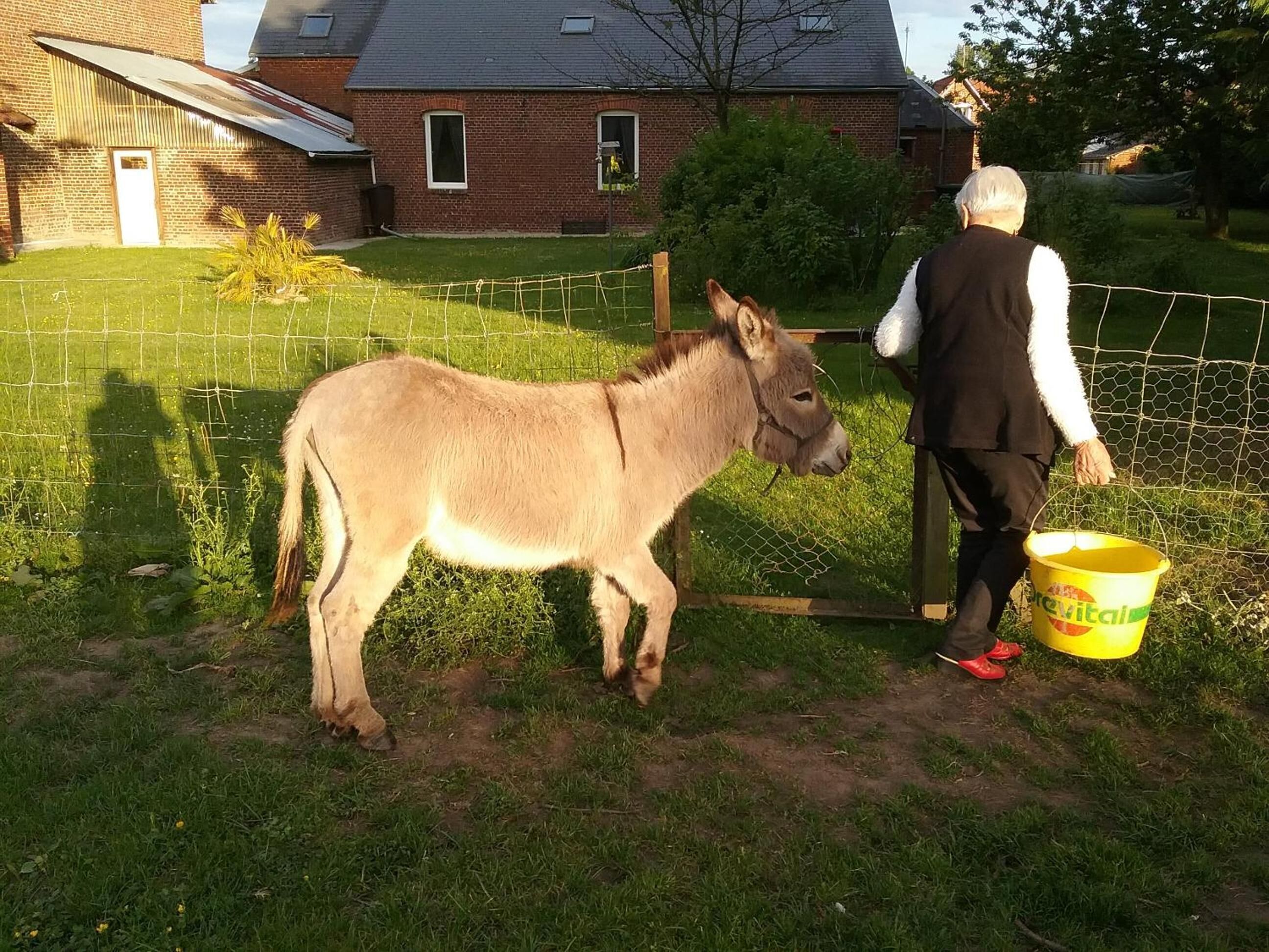 A person interacting with a donkey near a fence, with a house and greenery in the background.