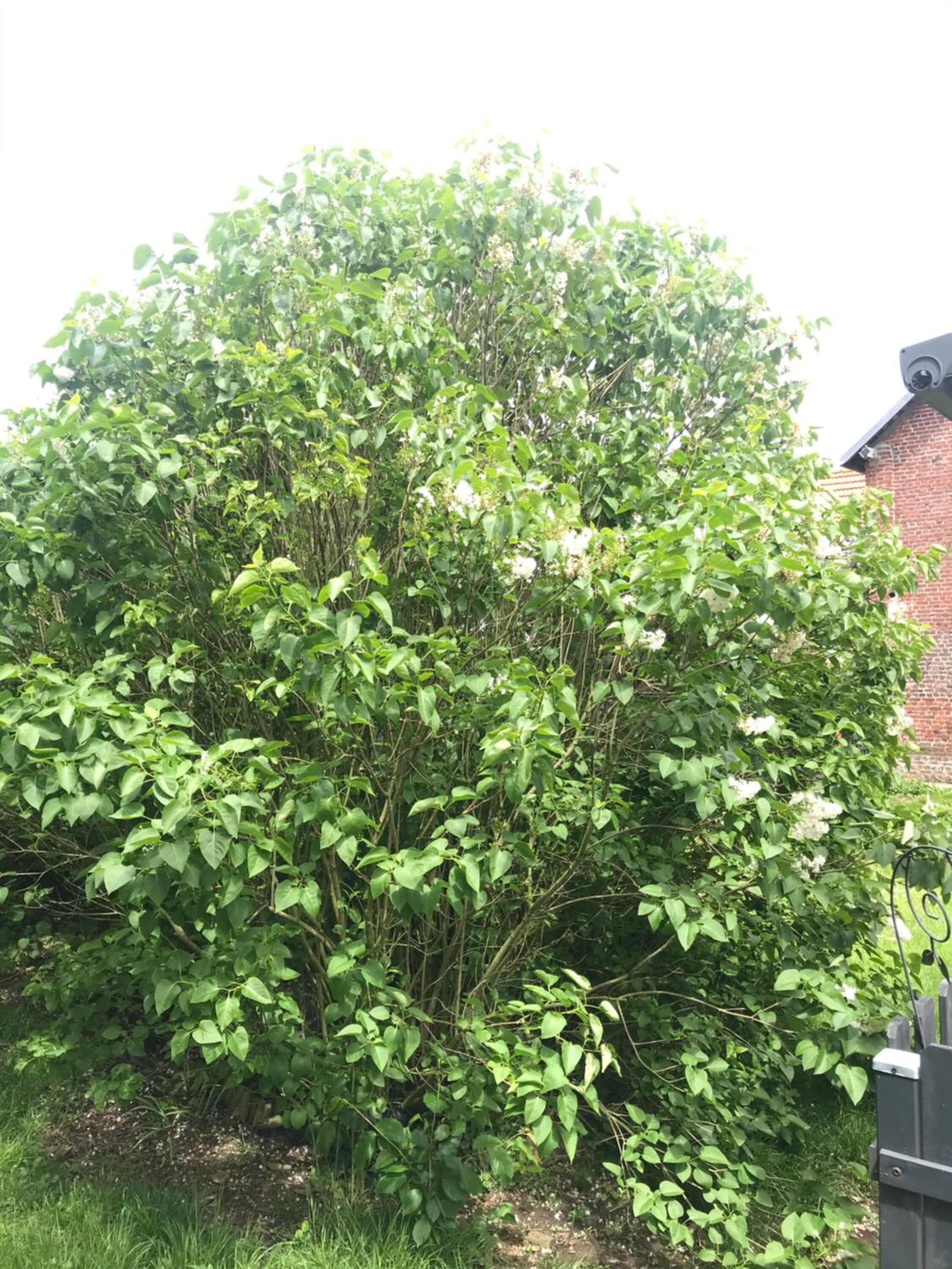 Un denso arbusto verde con flores blancas, un edificio de ladrillo al fondo y una reja metálica a la derecha.