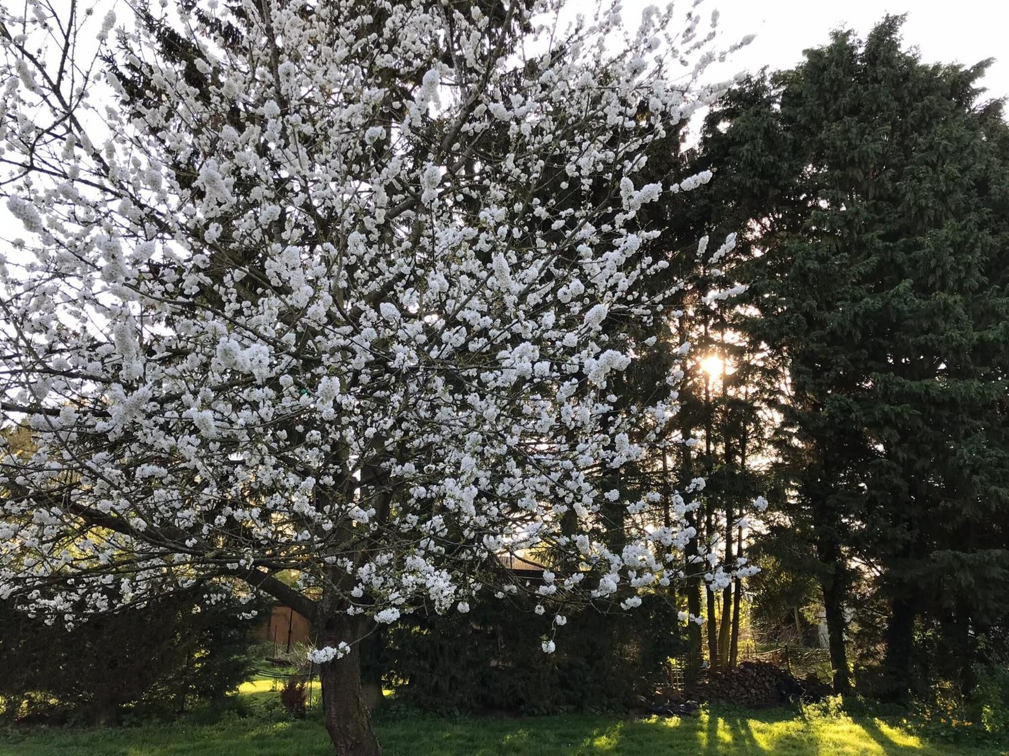Un arbre amb flors blanques en un jardí.