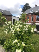Un jardín con arbustos de hortensias blancas frente a una casa de ladrillo con una puerta blanca y un ventanal pequeño.