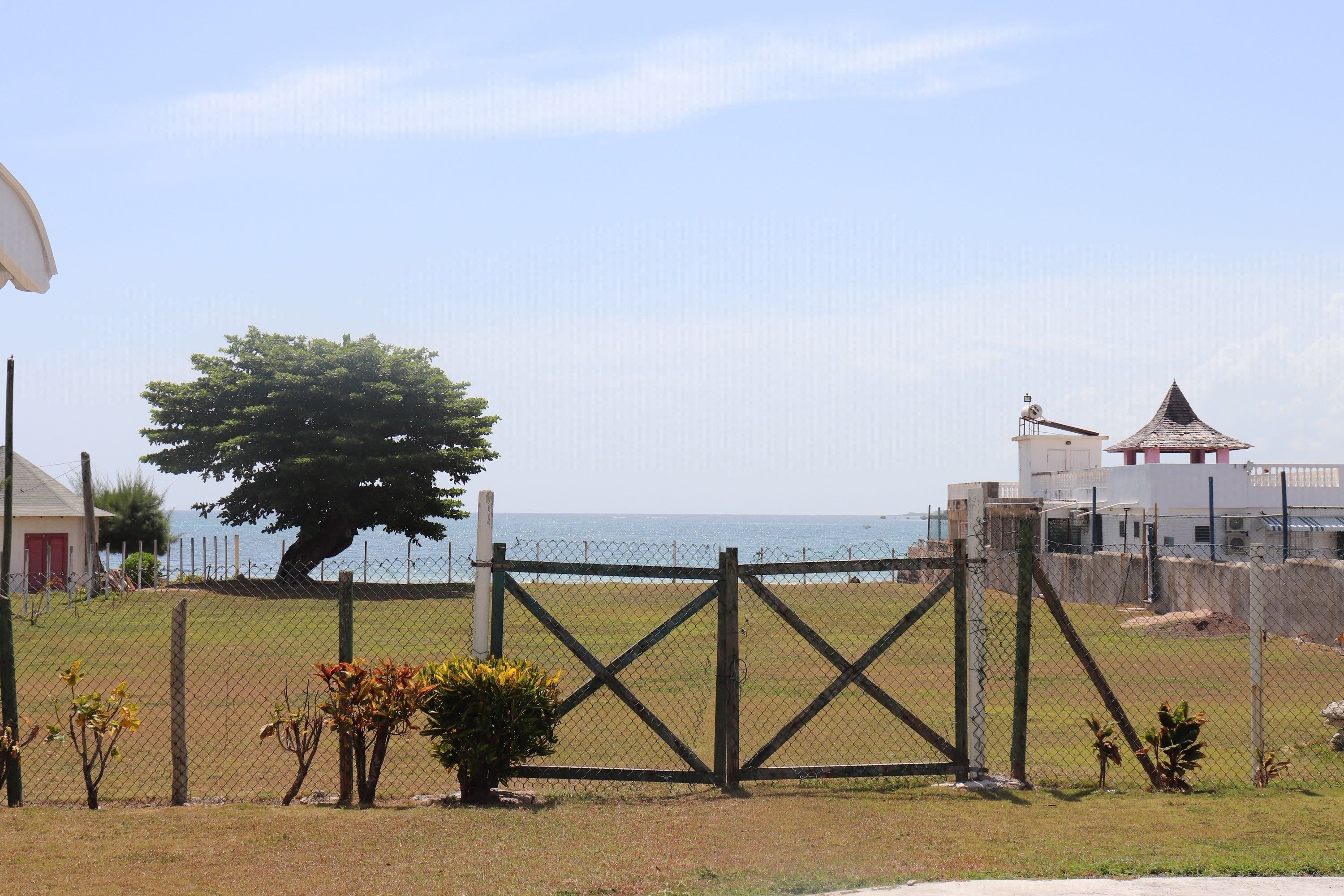 A fenced area with a large tree, a gate, and buildings in the background.