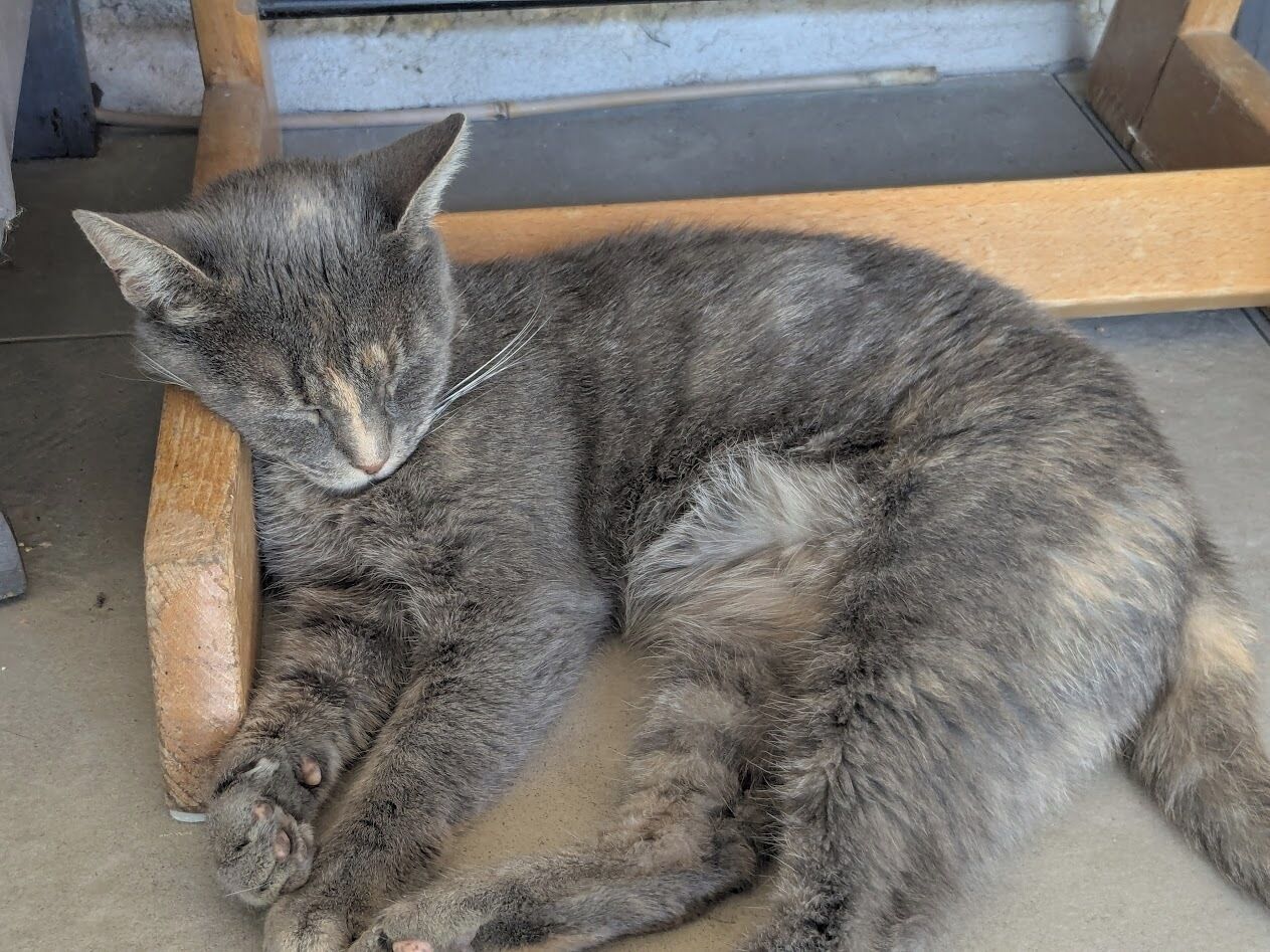 Een kat ligt op een houten bank in een kamer met een betonnen vloer.