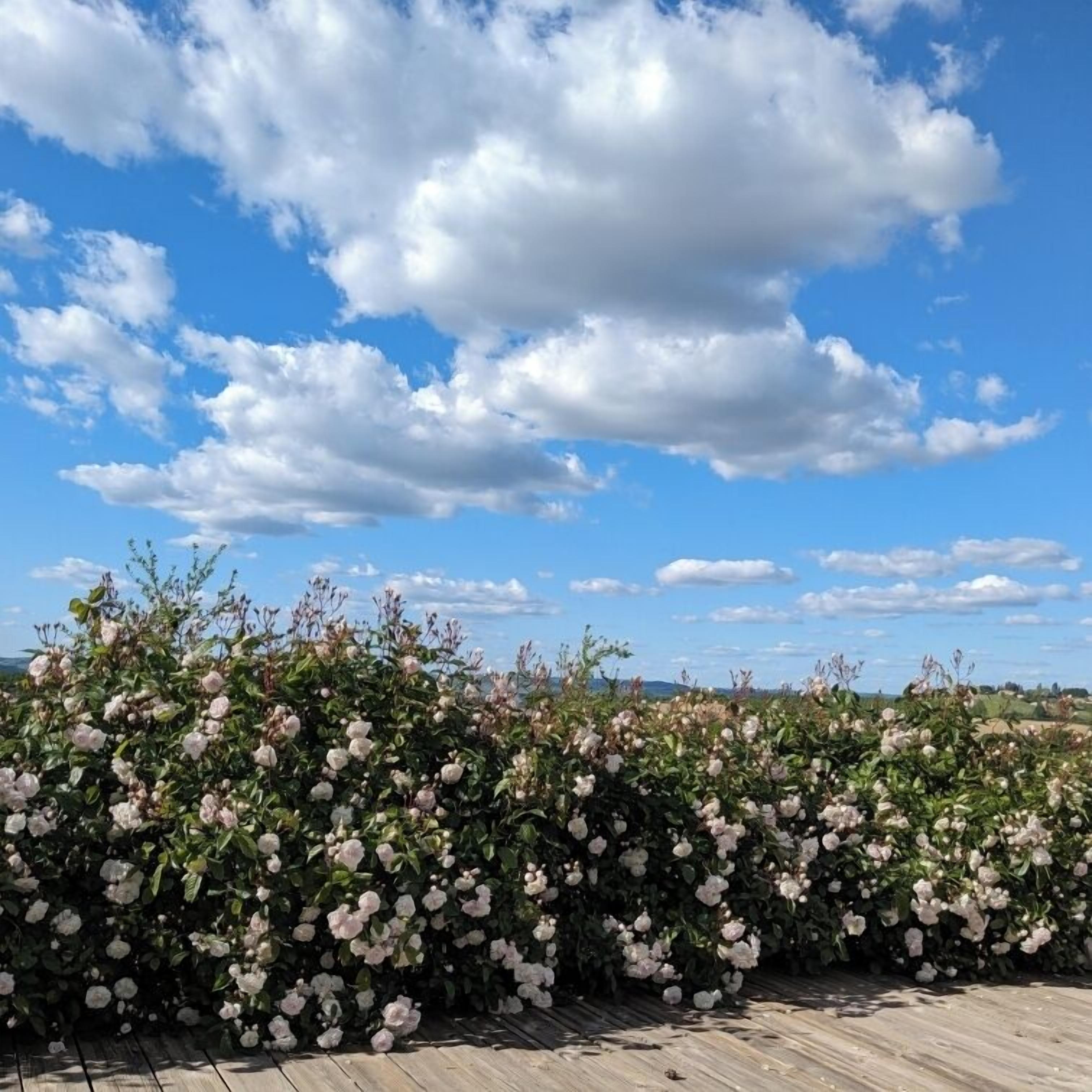 A wooden deck with a row of white roses.