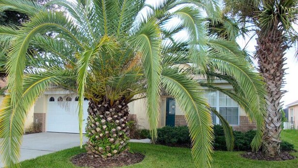 A residential area with a well-maintained lawn, a palm tree, and a house with a garage.