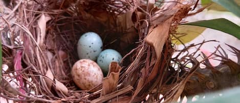 Un nido con huevos anidados entre hojas secas y ramitas.