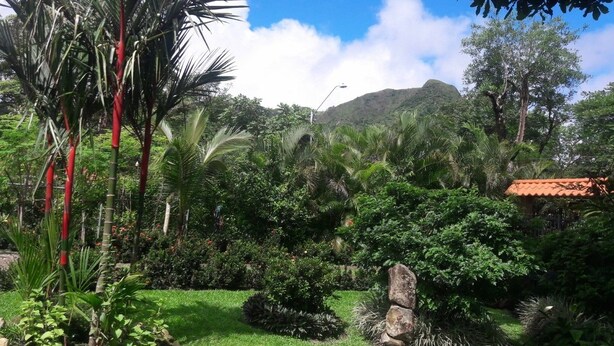 A lush garden with various tropical plants, a stone structure, and a mountain in the background.