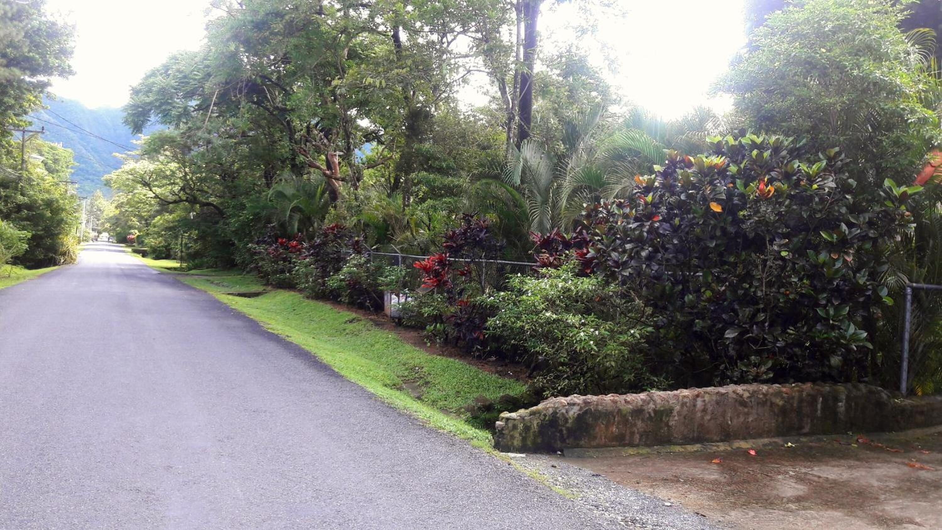 A paved road flanked by lush greenery and a stone wall.
