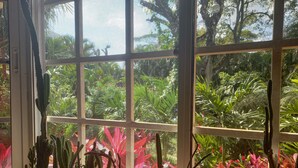 A greenhouse with various cacti and succulents, viewed through a window with a grid pattern.