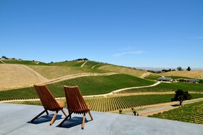 A vineyard landscape with rows of grapevines, a paved area with two wooden chairs, and a clear blue sky.