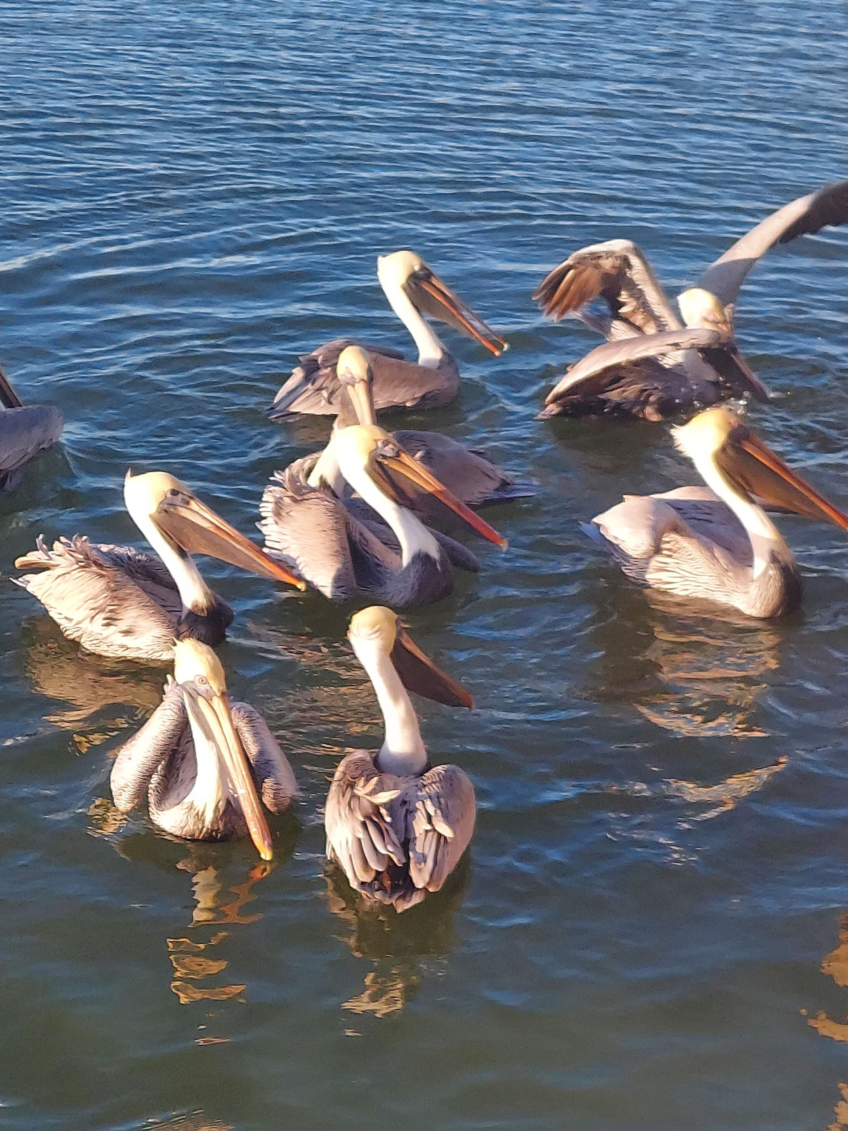Eine Gruppe Pelikane treibt auf dem Wasser.
