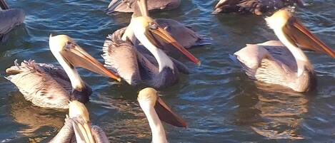 Eine Gruppe Pelikane treibt auf dem Wasser.