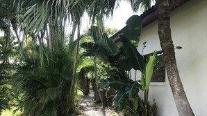 Ein Weg, gesäumt von üppiger Vegetation und Palmen, der zu einem Gebäude mit weißer Fassade und einem Fenster führt.