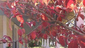 Une maison dotée d’un porche, entourée de plantes aux feuilles rouges et d’un pilier en pierre.