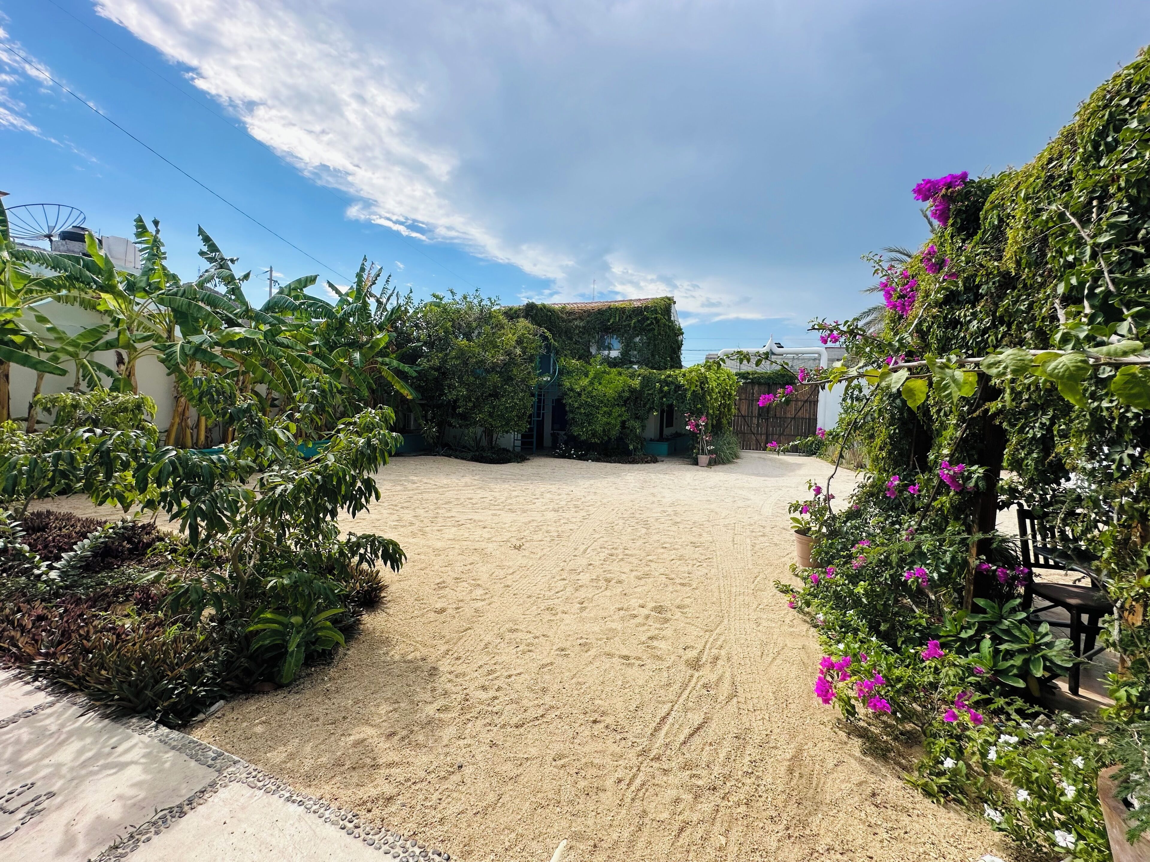 A sandy courtyard with lush greenery and flowering plants.
