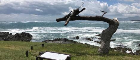 Un paisaje costero con una escultura arbórea singular, un cartel y vista al océano.