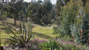 Ein Garten mit verschiedenen Pflanzen und Blumen, ein grasbewachsener Hügel und Bäume im Hintergrund.