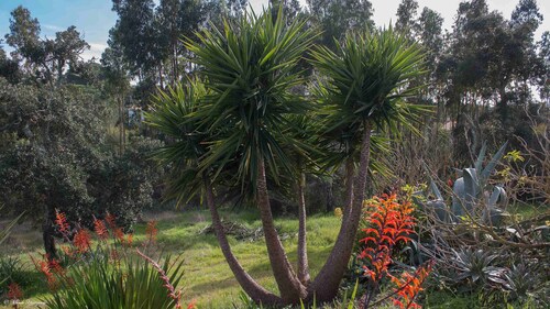 Monte Horizonte Casa Mimosa Eco & Nature