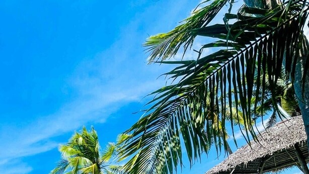 A beach scene with a palm tree leaning over the water, a thatched-roof structure, and clear blue skies. -  Chilly Beach Resort Palawan (Aborlan)