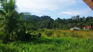 Puutarha