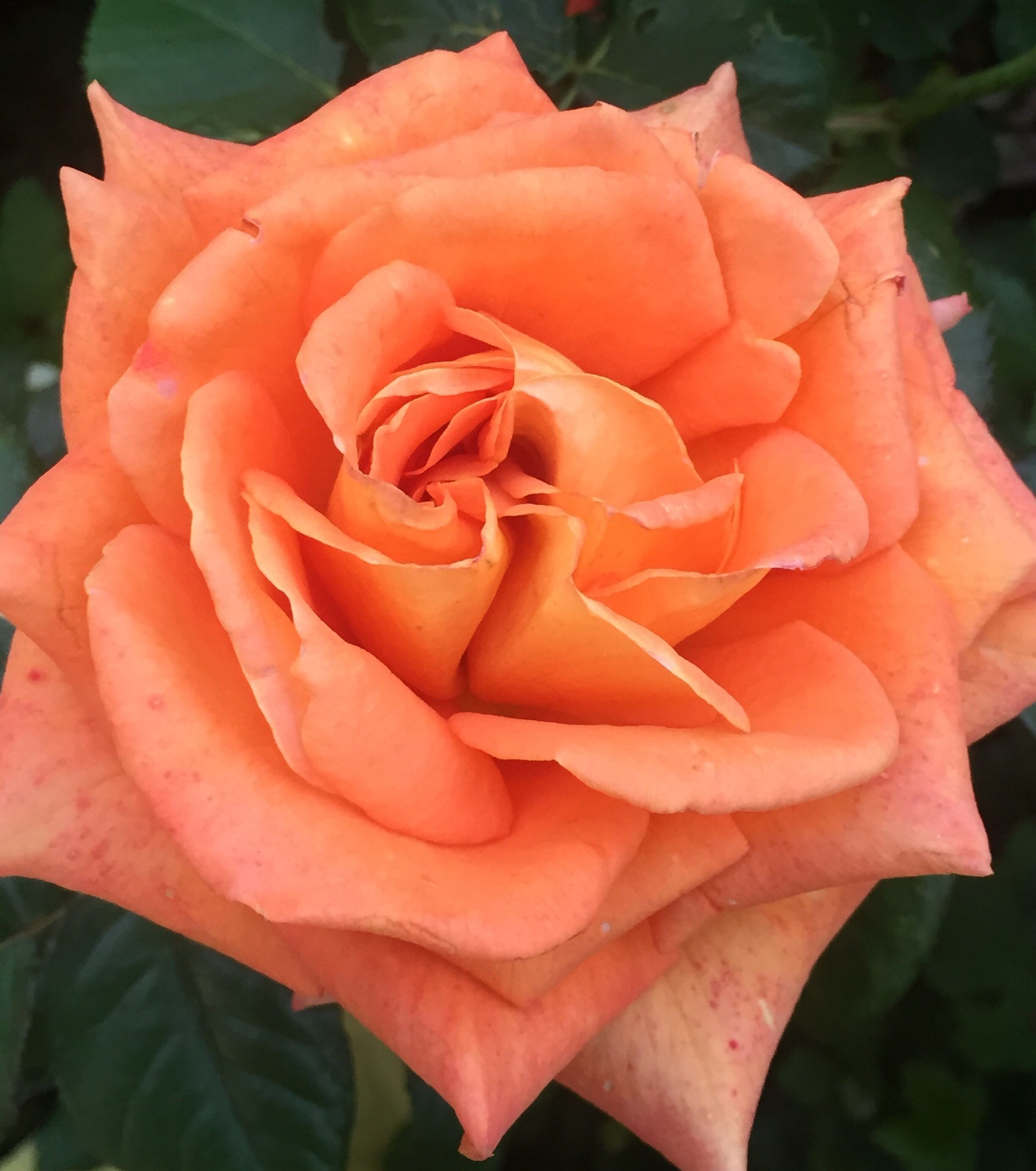 Primer plano de una rosa con múltiples capas de pétalos.