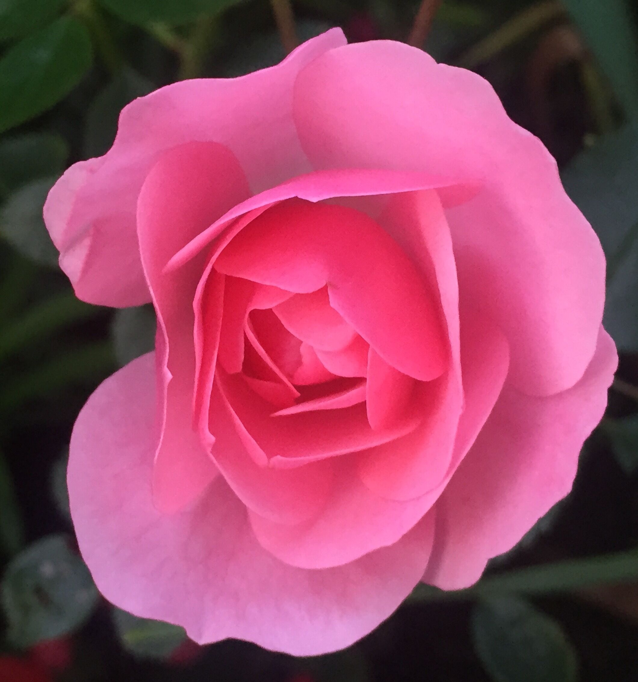 Una rosa rosa.