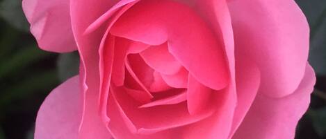 Una rosa rosa.