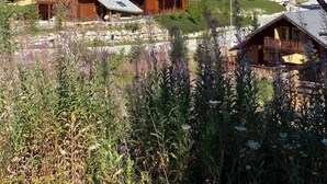 A cluster of wooden cabins with sloped roofs, surrounded by a mountainous landscape and dense greenery.