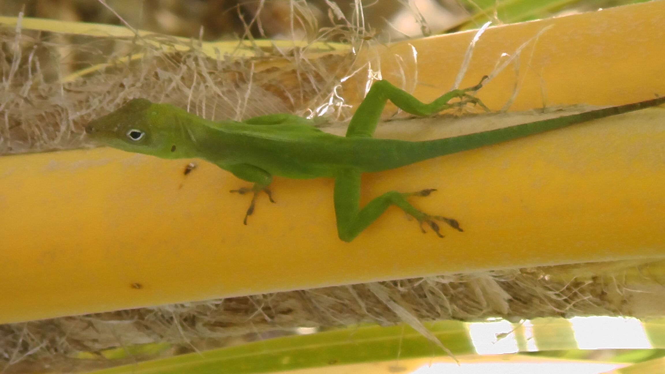 Een groene hagedis op een gele ondergrond.
