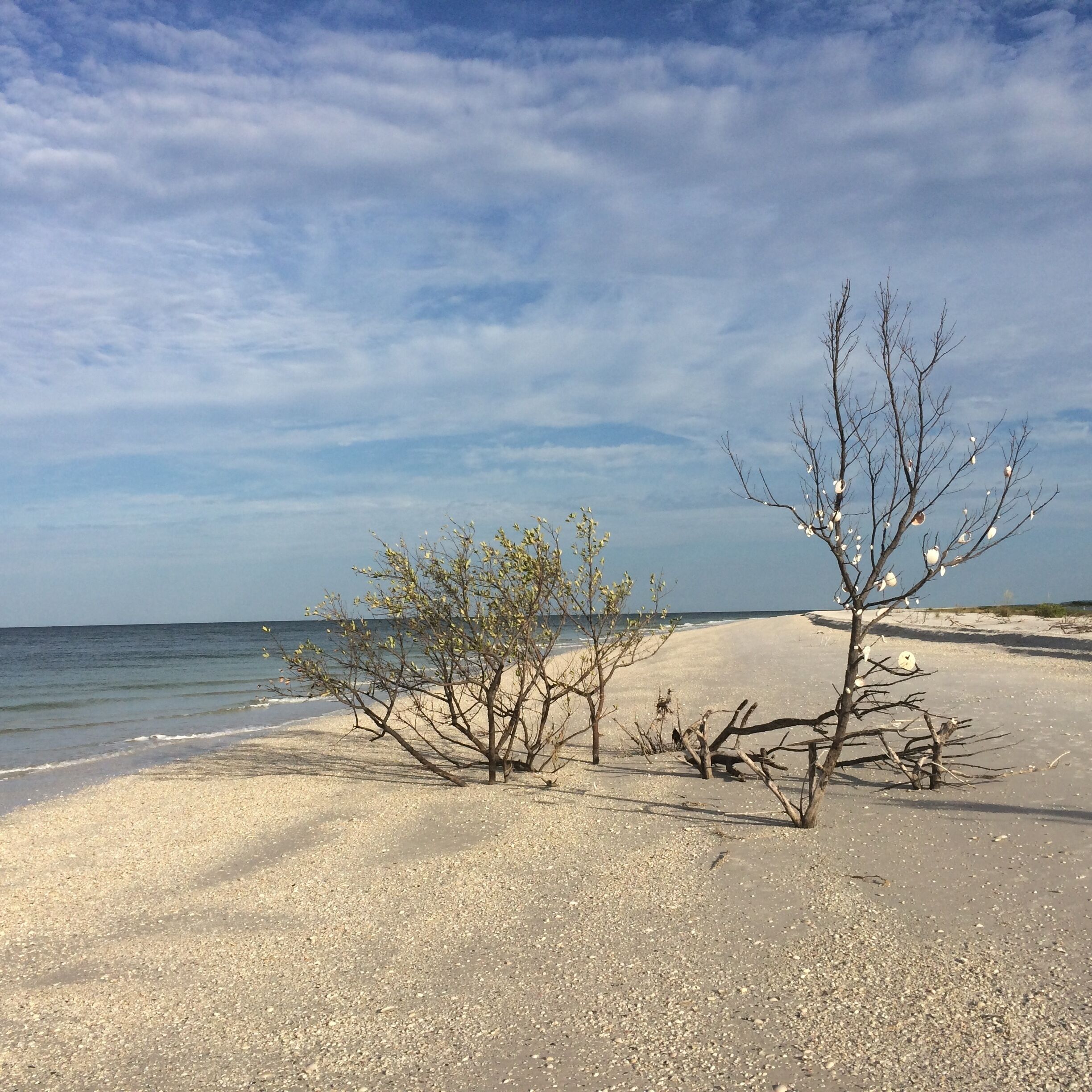 Ein Strand mit Kies und vereinzelter Vegetation.