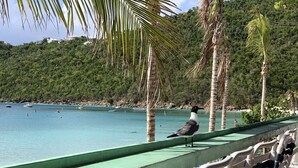 Una playa con barandilla, palmeras y una gaviota.
