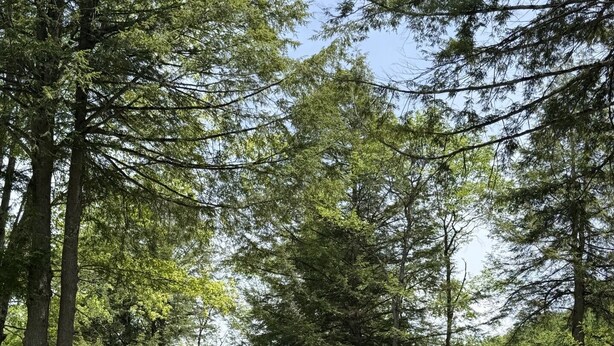 A rustic cabin with a metal roof, surrounded by tall trees and a well-maintained lawn.