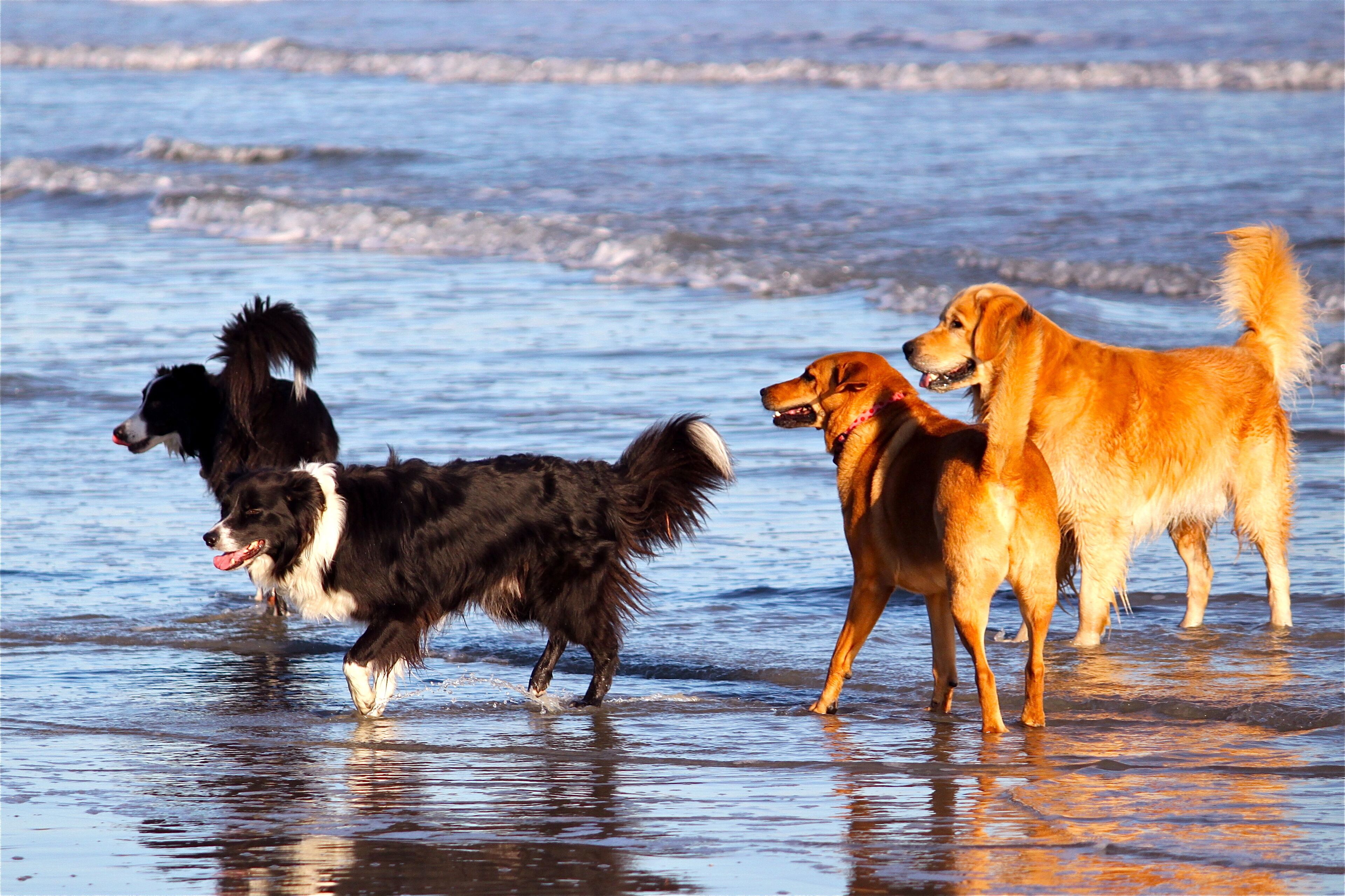 Trois chiens sur une plage, avec des vagues en arrière-plan.