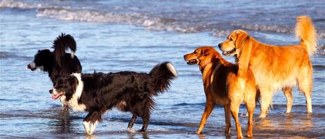 Trois chiens sur une plage, avec des vagues en arrière-plan.