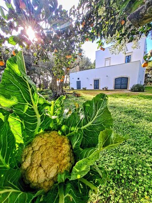 Front of property - Masseria Fracchicchi (Galatina)