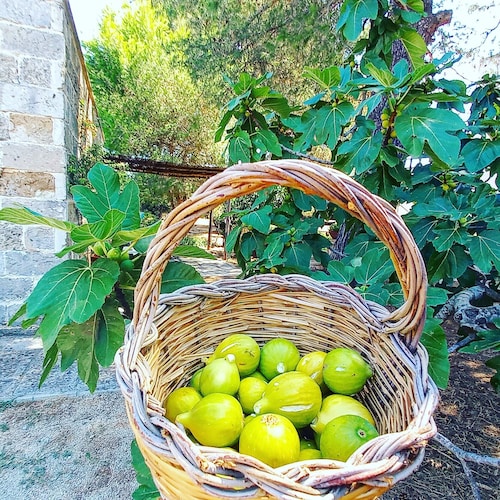 Masseria Fracchicchi