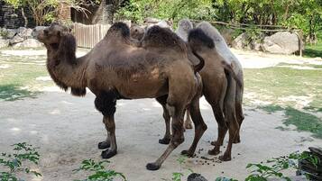 A camel enclosure with a sandy ground and some greenery.