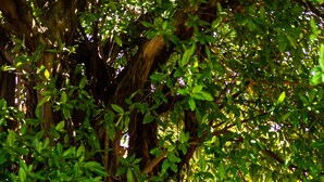 A stone staircase with a wooden handrail, surrounded by lush greenery and a large tree trunk. - Casa de Mar Hotel And Villas (Tamanique)