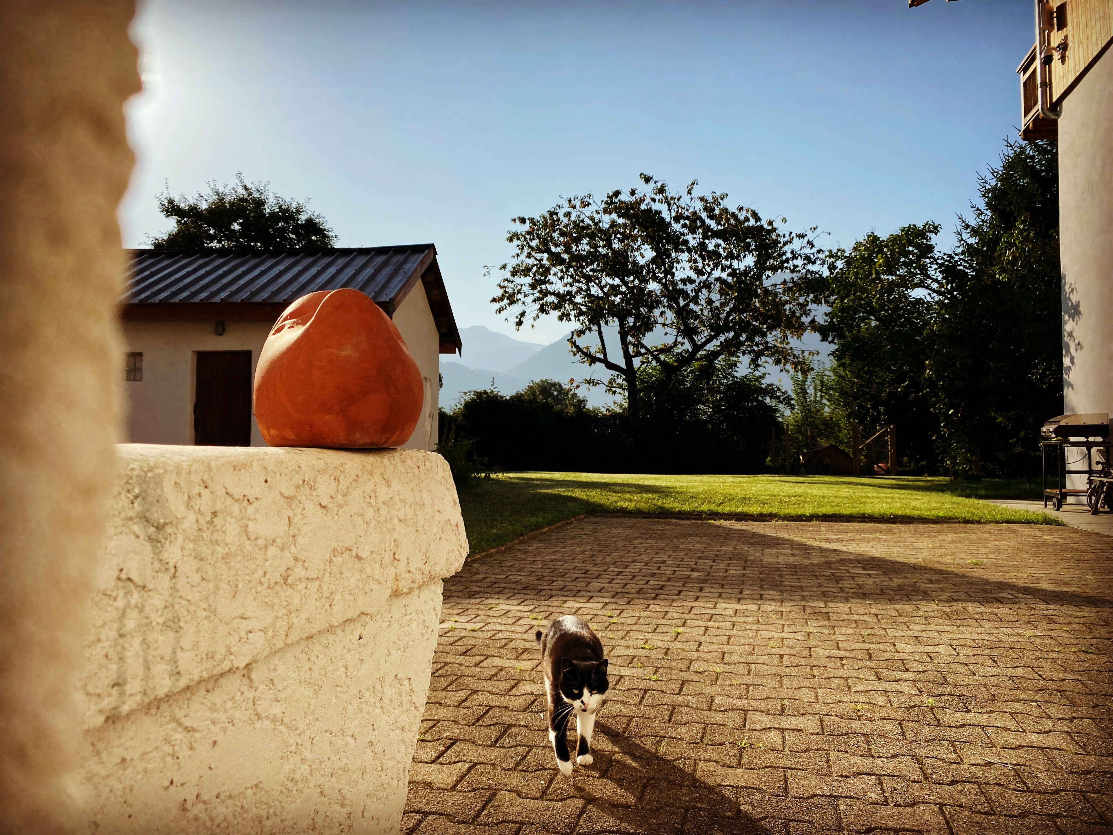 Un gato caminando sobre un sendero empedrado hacia un edificio con techo de metal.