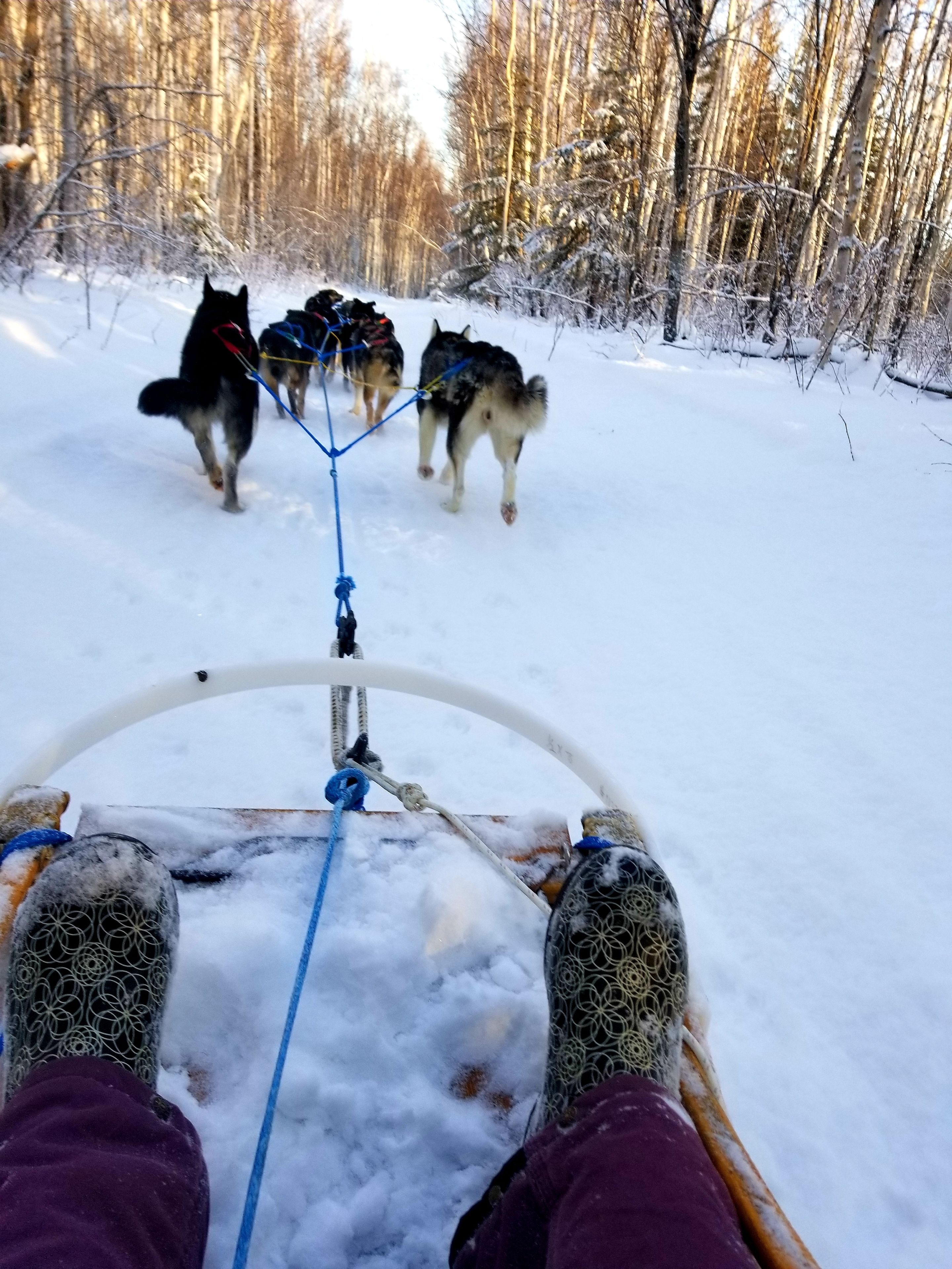 Ein Schlitten, der von Huskies durch einen verschneiten Wald gezogen wird.